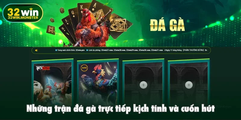 Những trận đá gà trực tiếp kịch tính và cuốn hút